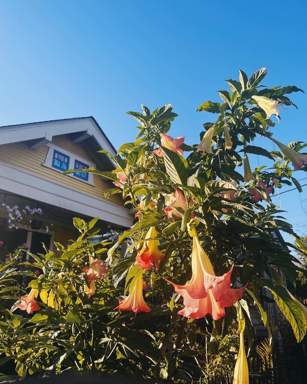Joy the Baker A baker, photographer, cookbook author and teacher.